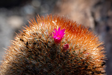 close up of a flower on cactus with thorns