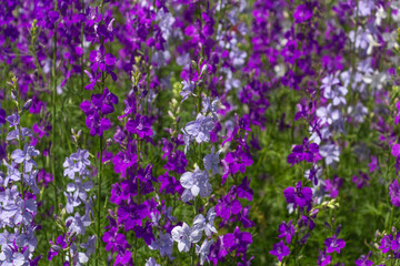 Obraz premium Delphinium blooms in the garden, bright blue, purple flowers