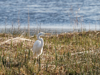 detail of egretta alba in massaciucoli lake