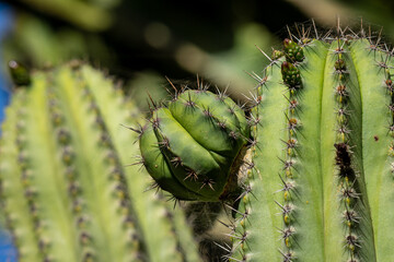 close up of cactus with thorns