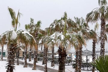 Snow storm and white covered palm trees. Cloudy, gloomy day and аbundant snowfalls on the Mediterranean coast.