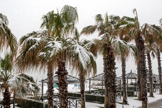 Belek, Antalya, Turkey - January 26, 2022: Heavy snowfall on the Mediterranean coast. Snow storm and white covered palm trees. Empty beaches and hotel cafes.
