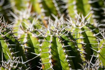 Naklejka premium close up of cactus with thorns