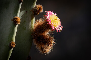 flowering cactus