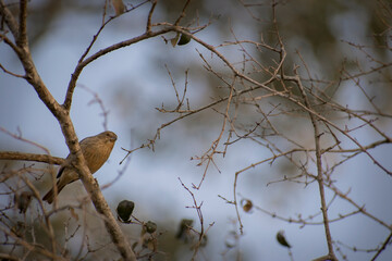 Female Golden jilguero (Sicalis flaveola) standing in a tree in San Ignacio Town, Misiones, Argentina
