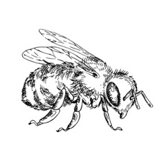 Honey bee hand drawn illustration in hatching style. Isolated vector.