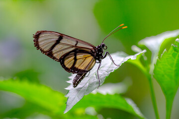 Closeup   beautiful  glasswing Butterfly (Greta oto) in a summer garden.