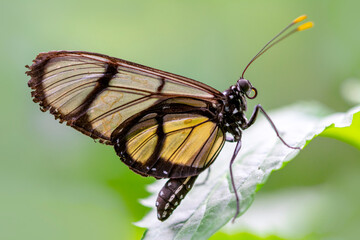 Closeup   beautiful  glasswing Butterfly (Greta oto) in a summer garden.