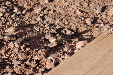 lagarto observando