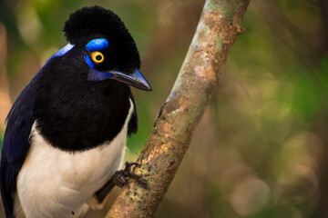 Cyanocorax chrysops (Urraca Criolla - Plush-crested Jay) standing on a brunch in Iguazú National Park,  Misiones, Argentina
