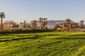 Fototapeta na wymiar Lush fields along river Nile in Egypt