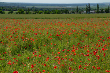 poppy field, floral bright landscape in sunlight