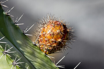 close up of cactus