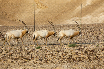 herd of scimitar horned oryx, Oryx dammah, walking trough the scares scrubs in the desert. High...