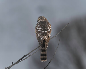 Coopers Hawk in NE Oregon