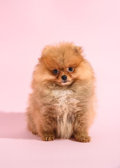 Cute confused pomeranian puppy with pink background