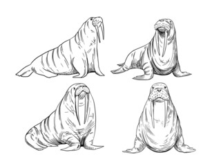 Walrus sketch. Vector illustration. Black outline on a transparent background