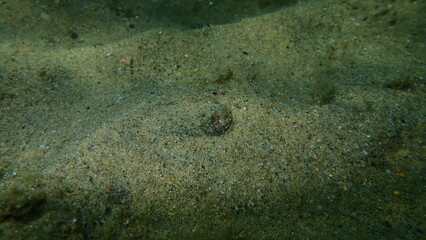 Common cuttlefish or European common cuttlefish (Sepia officinalis) undersea, Aegean Sea, Greece, Halkidiki