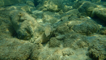 Common cuttlefish or European common cuttlefish (Sepia officinalis) undersea, Aegean Sea, Greece, Halkidiki