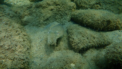 Common cuttlefish or European common cuttlefish (Sepia officinalis) undersea, Aegean Sea, Greece, Halkidiki
