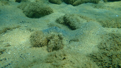 Common cuttlefish or European common cuttlefish (Sepia officinalis) undersea, Aegean Sea, Greece, Halkidiki