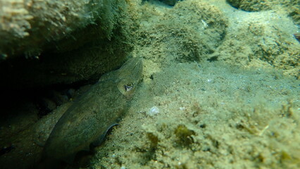 Common cuttlefish or European common cuttlefish (Sepia officinalis) undersea, Aegean Sea, Greece, Halkidiki