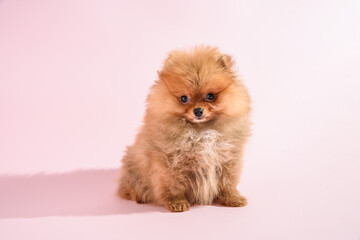 Cute confused pomeranian puppy with pink background