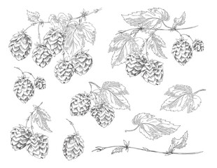 Set of elements with flowers, cones and hop leaves for design of label or poster with beer. Vector han drawn sketch illustration with collection of black and white plant prints.