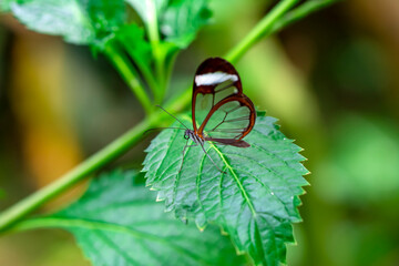 Closeup   beautiful  glasswing Butterfly (Greta oto) in a summer garden.