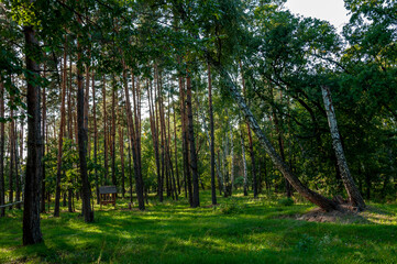 Obraz premium Sunny summer day in the forest. There are birch trees, oak trees and pines here. There is a feeder for animals too