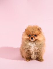Fototapeta na wymiar Cute confused pomeranian puppy with pink background