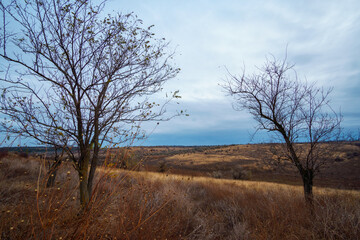 beautiful wild landscape, late autumn, bare branches of trees without leaves, cloudy weather