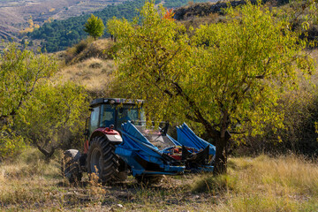 Tractor with modern machinery harvesting almonds.agricultural concept