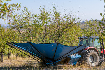 Tractor with modern machinery harvesting almonds.agricultural concept