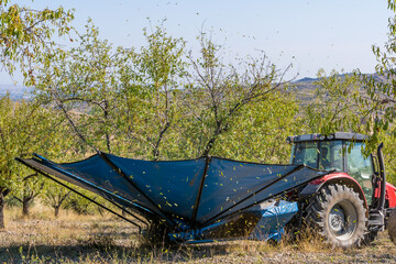 Tractor with modern machinery harvesting almonds.agricultural concept