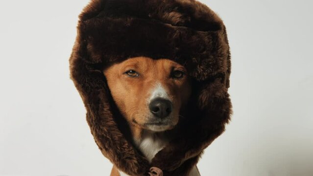 Calm and still well behaved dog look straight at camera and wear fur hat. Adorable funny pet posing in studio for commercial