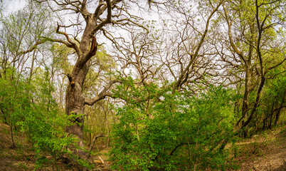 Very old oaks in the Danube delta