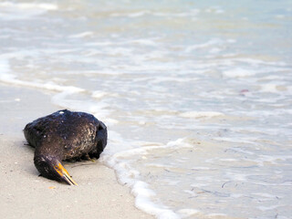 Dead Cormorant ( Nannopterum auritum) laying dead on a sandy beach on the Gulf of Mexico at St. Pete Beach, Florida.