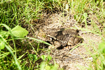 toad hising himself unfer the grass              