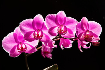 Fototapeta na wymiar Soft focus. Phalaenopsis orchid branch with many pink butterfly flowers on a dark background. Lovely orchid flowers on a dark background for a calendar, postcard. Place for text. Orchid in flower shop
