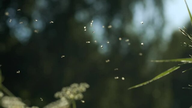 Small midges . Creative.A lot of flies are circling around the flowers and the sun is shining brightly on them.