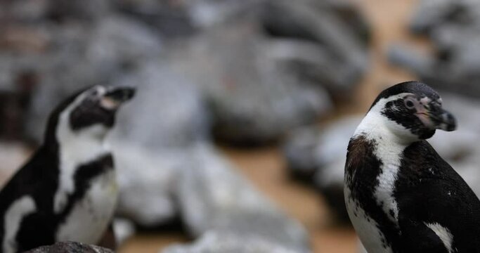 Portrait of a cape penguin on a beach