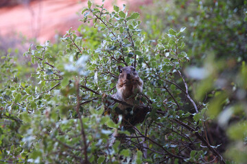 Close up of Squirrel eating a nut in a bush - obrazy, fototapety, plakaty
