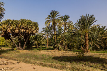 Fields by the river Nile, Egypt