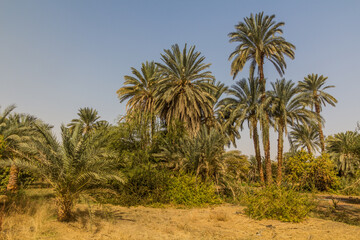 Fototapeta na wymiar Palms by the river Nile, Egypt