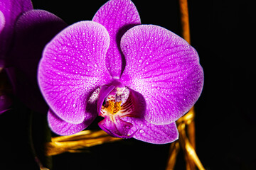 Fototapeta na wymiar Lilac orchid, bouquet of orchids, water drops on petals, flower background 