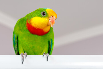 A beautiful green parrot is sitting on the board, looking around.