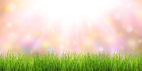 Spring floral meadow with green grass