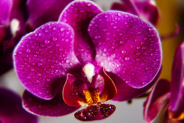 Lilac orchid, bouquet of orchids, water drops on petals, flower background 