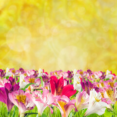 Obraz na płótnie Canvas Alstroemeria flowers for design greetings card